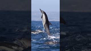 | Seaworld dolphins | Miami Dolphins | #nfl #nflhighlights #nflnews #shorts #dolphins  #dolphins4k