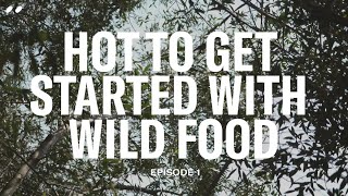 How to get started with wild foods foraging