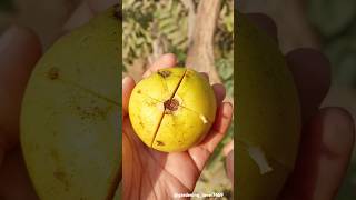 fruits harvesting 🥑🥝🍐🍋‍🟩🍊🍑 #organic #fruit #harvesting #peeling #garden @gardening_lover7469