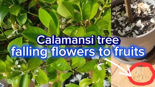 secrets of small calamansi tree with fruits! falling flowers? no worries!