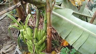 Pisang Ambon Sumatera, pohon patah karena angin kencang