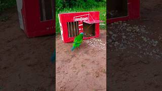 Bird Trap Best using Box #shortsChannel