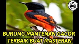 Mantenan gacor terbaik buat masteran #mantenan #mantenangacor