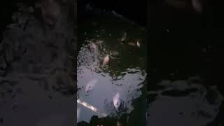 Alhamdulillah Ikan Gurame Nya Sudah Besar Besar #videoshorts