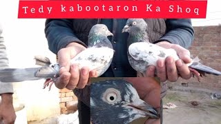 Teddy Kabutaron Ka Shoq | M Asad Birds | #MAsadBirds #Kabutar #Pigeon