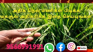 நெல்லில் அதிக மகசூல் பெற  இதை செய்து பாருங்கள்