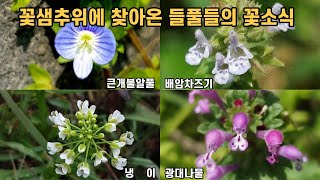 꽃샘추위에 찾아온 들풀들의 꽃소식