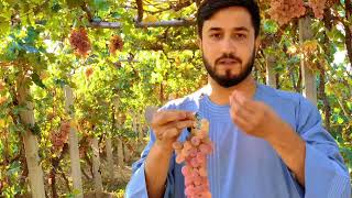 آیا میدانید لاشی چه معنی؟ انگور طایفی افغانستان❤️🇦🇫 گزارش کوتاهی از انگور Grapes 🍇🤤Afghanistan