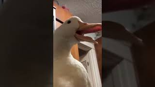 #shorts play Gaming with funny duck in tiktok edition