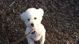 A Bichon Frise and His Ball  - Cute Funny Puppy Dog