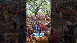 PASAR SAPI JATIROGO #pasarsapi #pasarsapijawatimur #pasarsapituban #sapi