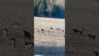 Deers started to come out in spring