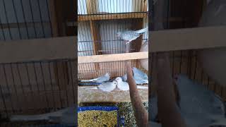 Diamond Dove Breeding Squad