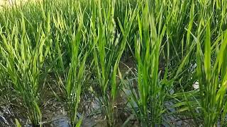 beautiful paddy farms