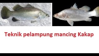 Teknik pelampung mancing kakap