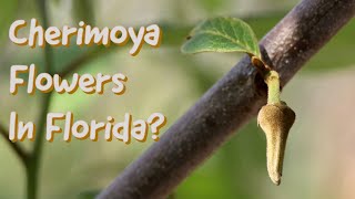 Can cherimoya actually fruit in Florida?