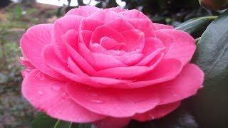 The Most Beautiful Tsubaki (Camellia) - Spring In Japan, the best flower delivery, flowers wallpaper