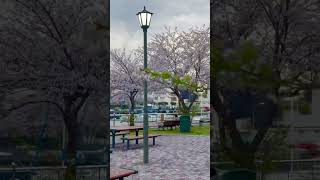 Skye walking thru the Sakura Trees