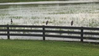 Hogeye Trail The Villages Florida after a lot of rain