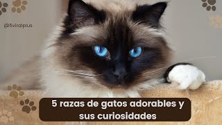 5 razas de gatos adorables