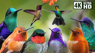 Beautiful Bird Sounds | Cute Hummingbird | Breathtaking Nature | Stress Relief & Healing Ambiance