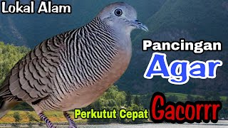 PANCINGAN PERKUTUT LOKAL // SUPER MANJUR PANCINGAN INI TERBUKTI BIKIN PERKUTUT JADI  CEPAT GACOR