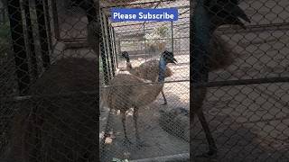 alipore zoo kolkata | ostrich |  alipore zoological garden | kolkata chiriakhana