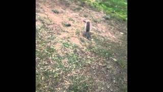 DARING baby SQUIRREL PLAYS w my BEAGLE