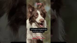 Nel fragore dei giorni che scorrono veloci #cane #animali #aforismi #frasedelgiorno