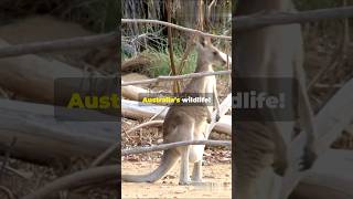 Australia's One-of-a-Kind Creatures #facts #shorts #animals