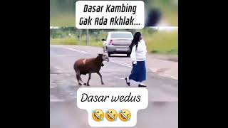 dasar wedus 🤣🤣🤣