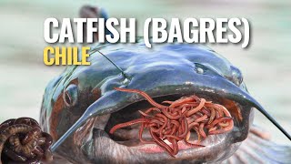 CATFISH CHILE (Bagres) ¿Como son? Pesca en la Región del Maule con LOMBRIZ