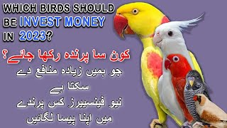 نیو لوگوں کو کن پرندوں پر پیسہ لگانا چاہیے | WHICH BIRDS SHOULD BE INVESTED MONEY IN 2023 | AAB INFO