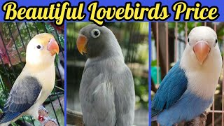 Love Birds Price Video 2022 | Love Birds For Sale | Khan Birds Collection