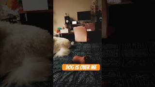 When a dog is trying to sleep#fyp#viral#pets