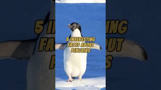 5 Interesting Facts About Penguins