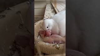 Dove Breeding tips