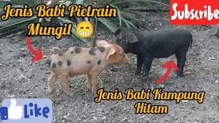 ANAK BABI PIETRAIN MUNGIL | BABI KAMPUNG HITAM