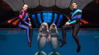 Experience the Magic: Georgia Aquarium's Mesmerizing Dolphin Show