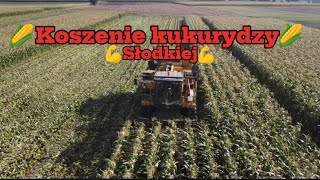 Koszenie💪kukurydzy🌽słodkiej na 2 zestawy🚨🔥