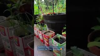 Growing vegetables, herbs,  in milk boxes in my small garden