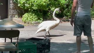 A walk through Ally Pond Park in Queens and a wondering swan