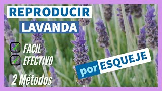 Como Reproducir LAVANDA por ESQUEJE -  2 Métodos  - 🌿  Hacer y plantar ESQUEJES de LAVANDA ✅ FACIL