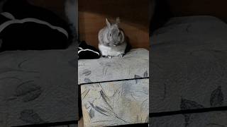 🐰Кролик мило умывается