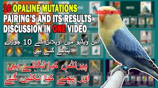 DISCUSS 10 PAIRINGS OF OPALINE'S MUTATION AND IT'S RESULTS | EASY TO LEARN FOR NEW FANCIER'S | AABI