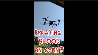 Spraying BLOOD on corn!?