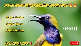 SANGAT AMPUH UNTUK PANCINGAN SOGON BAHAN🔥🔥#masteranburung #sogon #sogonbahan #sogontrotol