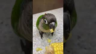 Funny And Smart Parrots #shorts #talkingparrot