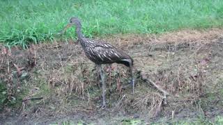 Limpkin