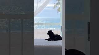 🐈‍⬛ #beachhouse #beachcat #cats #blackcat